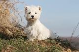 WESTIE 215